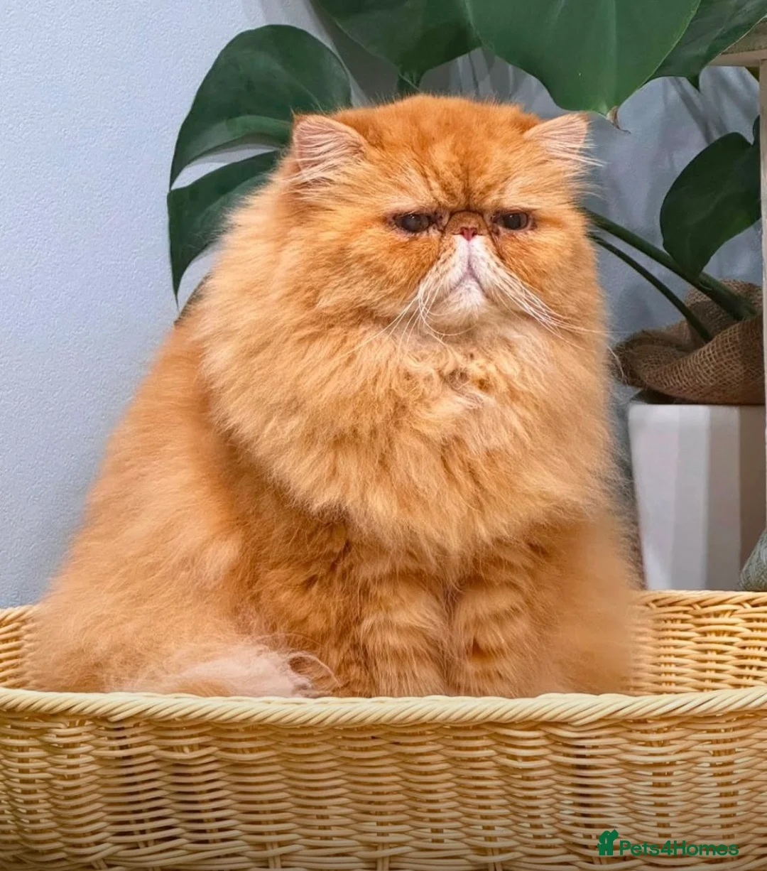 Persian cats for stud: GCCF Active Persian Exotic stud-PKD/PRA&FELV clear in Gerrards Cross - Advert 4