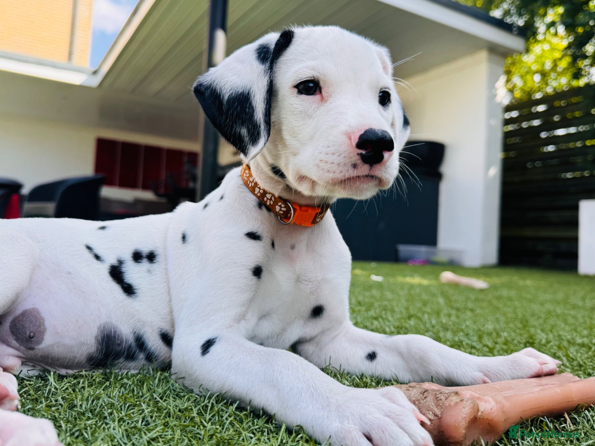 Dalmatian dogs 🖤 Ready now - KC SHOW LINE Dalmatian Puppies 🖤 - Advert 6