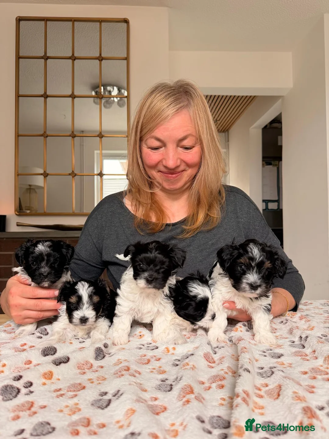 Yorkshire Terrier dogs for sale: Biewer Yorkshire Terrier 5⭐ License Family Raised - Advert 1