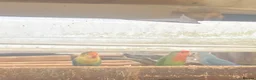 Lovebirds birds for sale: Lovebirds for sale! 🦜 - Advert 3