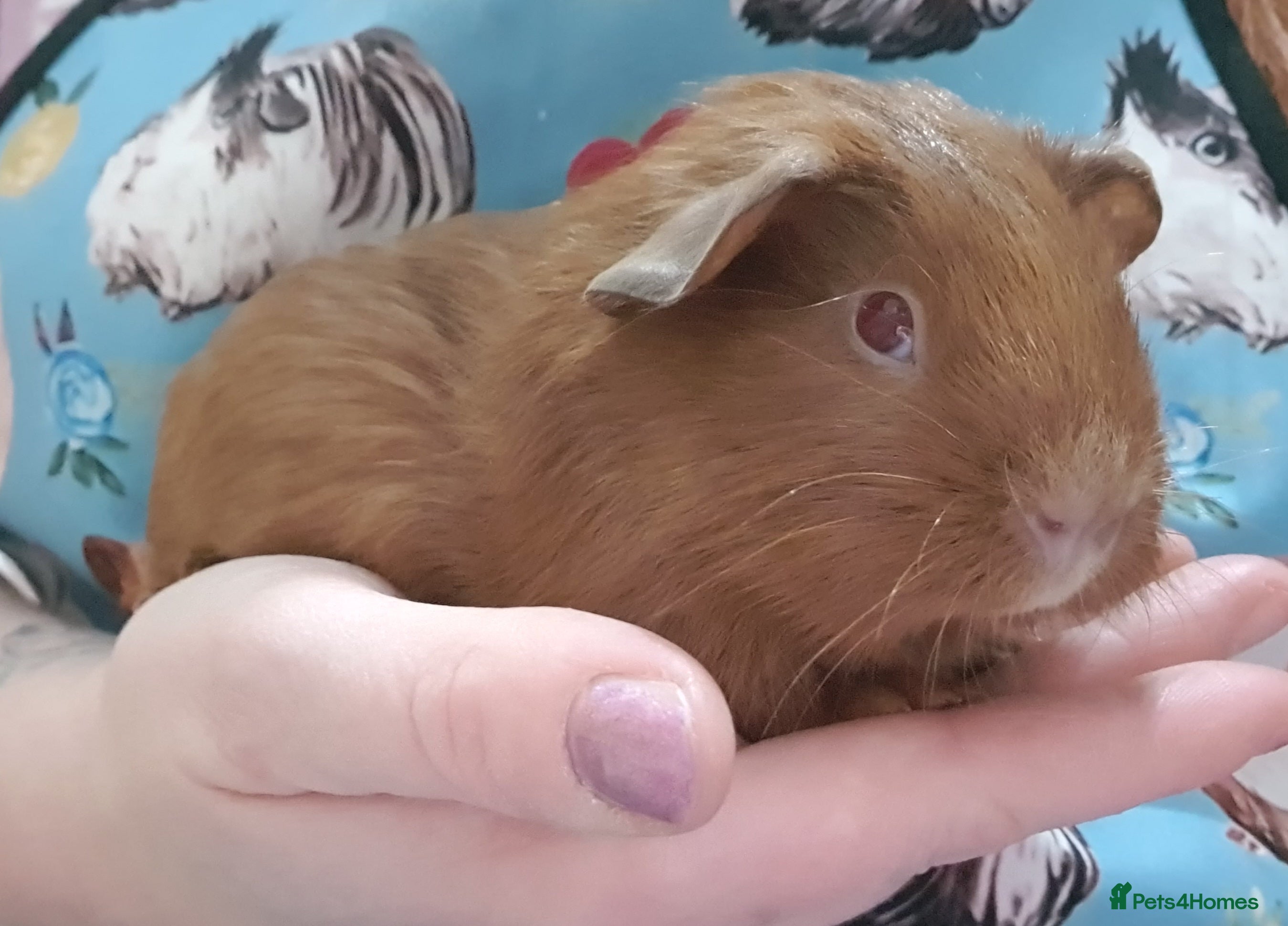 Guinea Pig rodents guinea pigs  - Advert 1