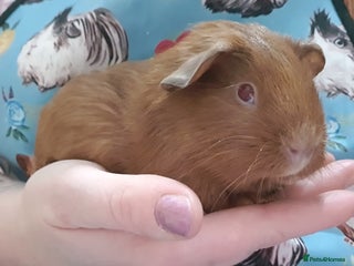 Guinea Pig rodents guinea pigs - Advert 1