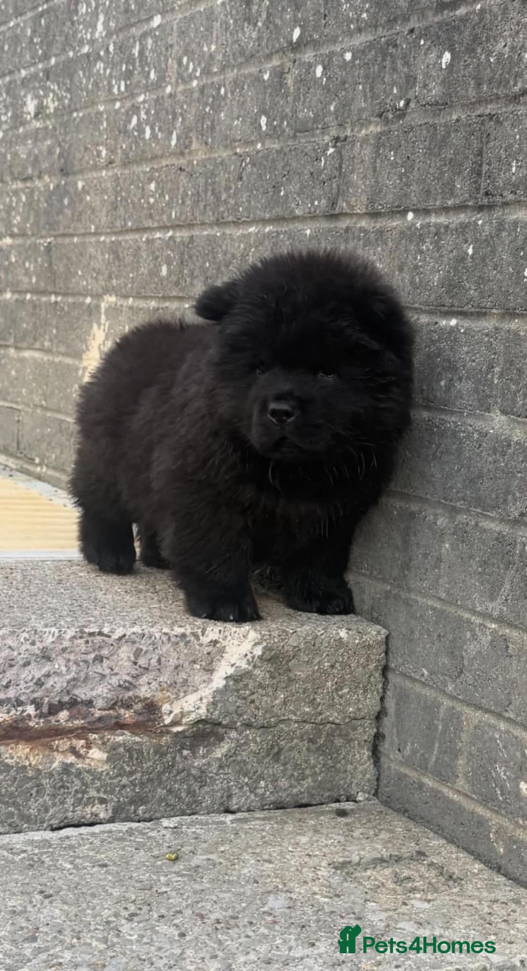 Chow Chow dogs 🔊 REDUCED🔊 5 KC Registered Chow Chow Puppies 🐾 - Advert 5