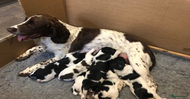 English Springer Spaniel dogs - Advert 9