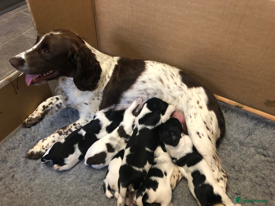 English Springer Spaniel dogs for sale: Two Black and white boys looking for new home - Image 3