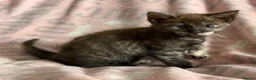 Maine Coon cats for sale: Maine Coon Cross Kittens - Advert 15