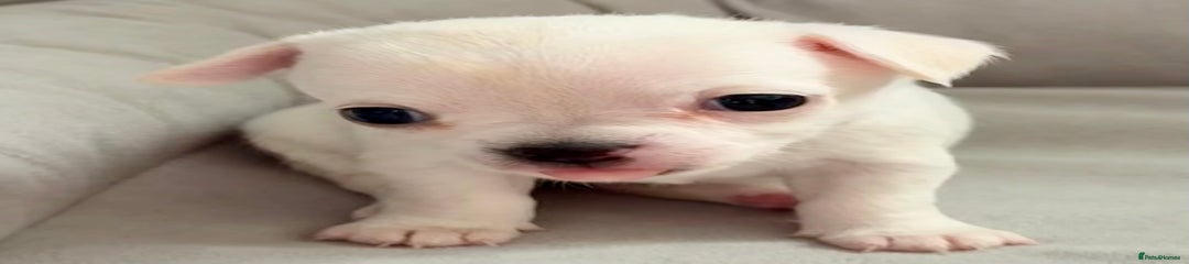 Chihuahua Puppy 3