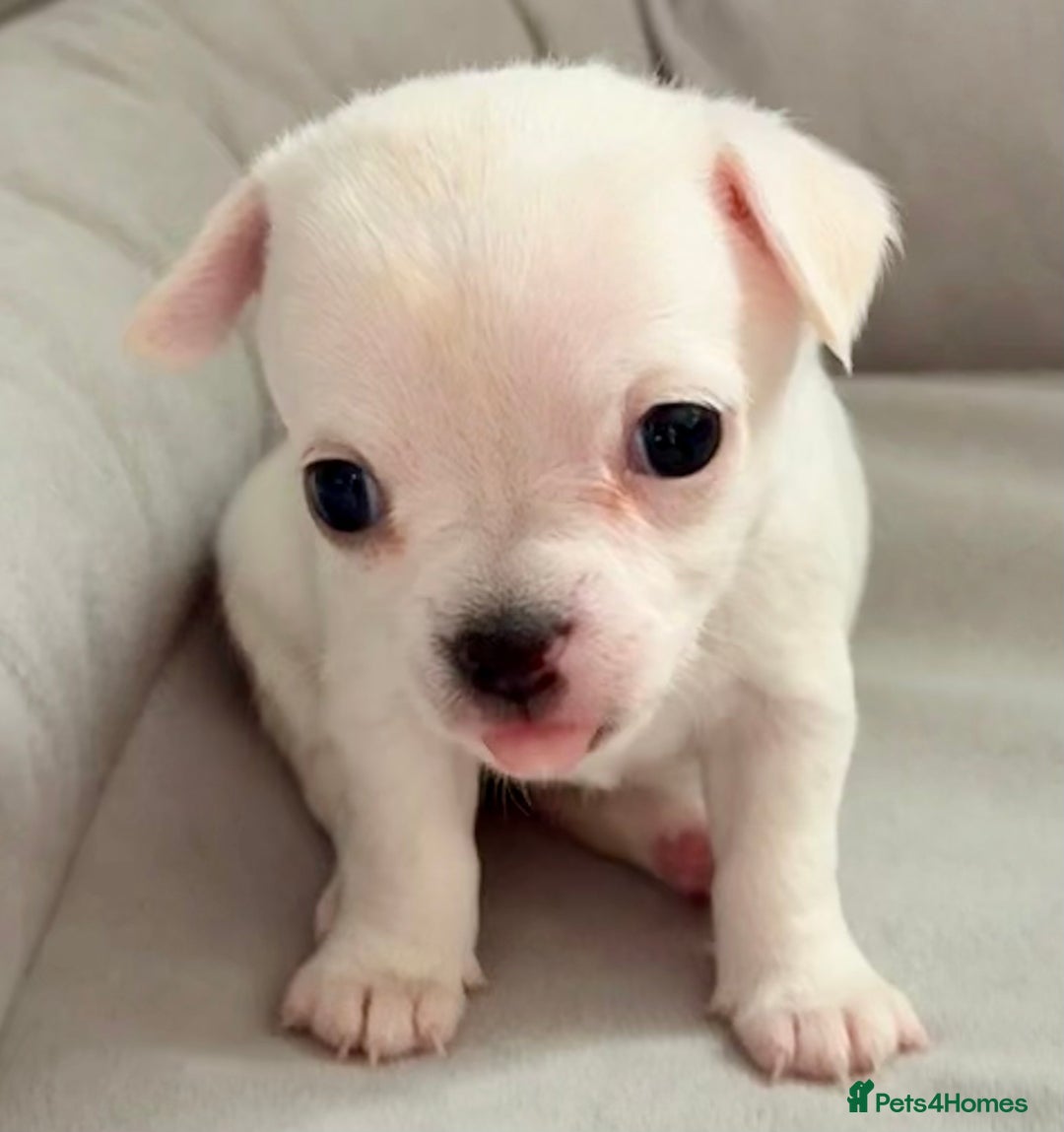 Chihuahua dogs for sale: 5 gorgeous chihuahua pups - viewings start 23/08 - Image 16