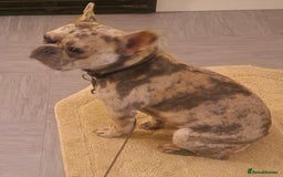 French Bulldog dogs for sale: 15 month old female French bulldog  - Image 2