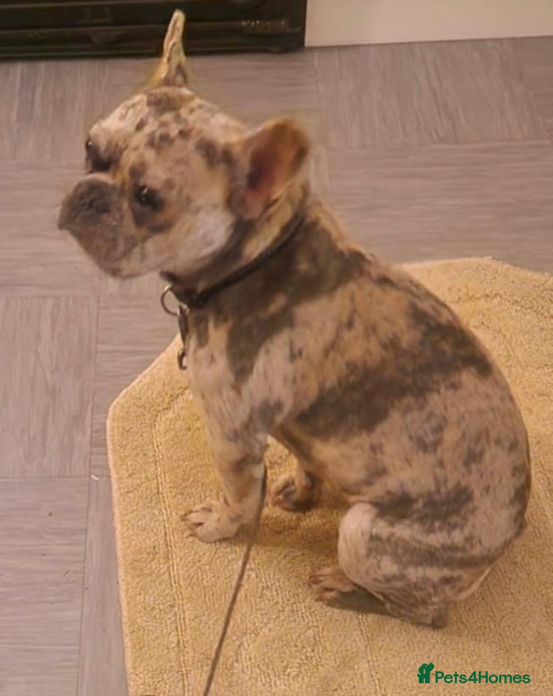 French Bulldog dogs for sale: 15 month old female French bulldog  - Image 2