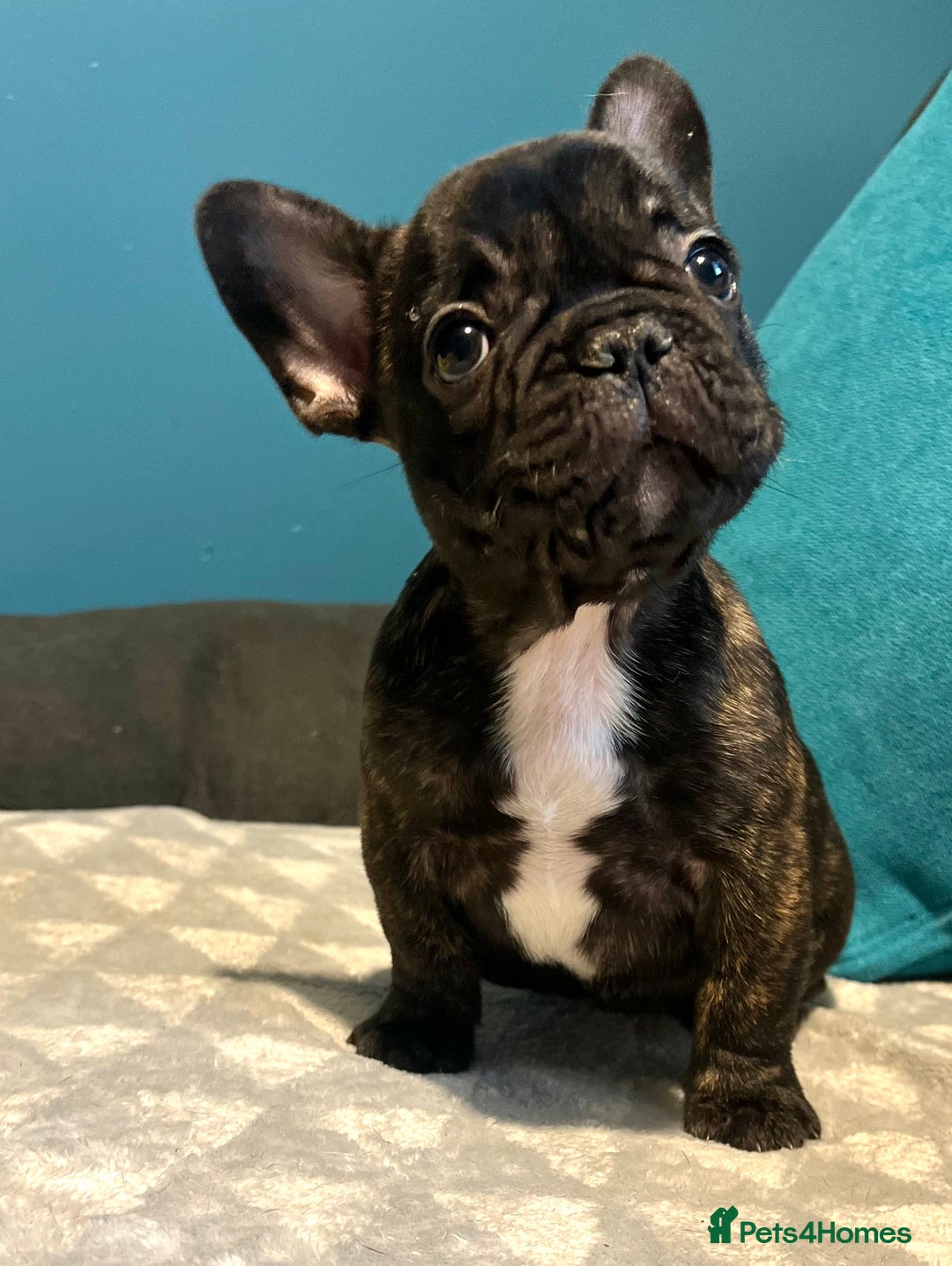 French Bulldog dogs for sale: Standard French bulldogs  - Image 29
