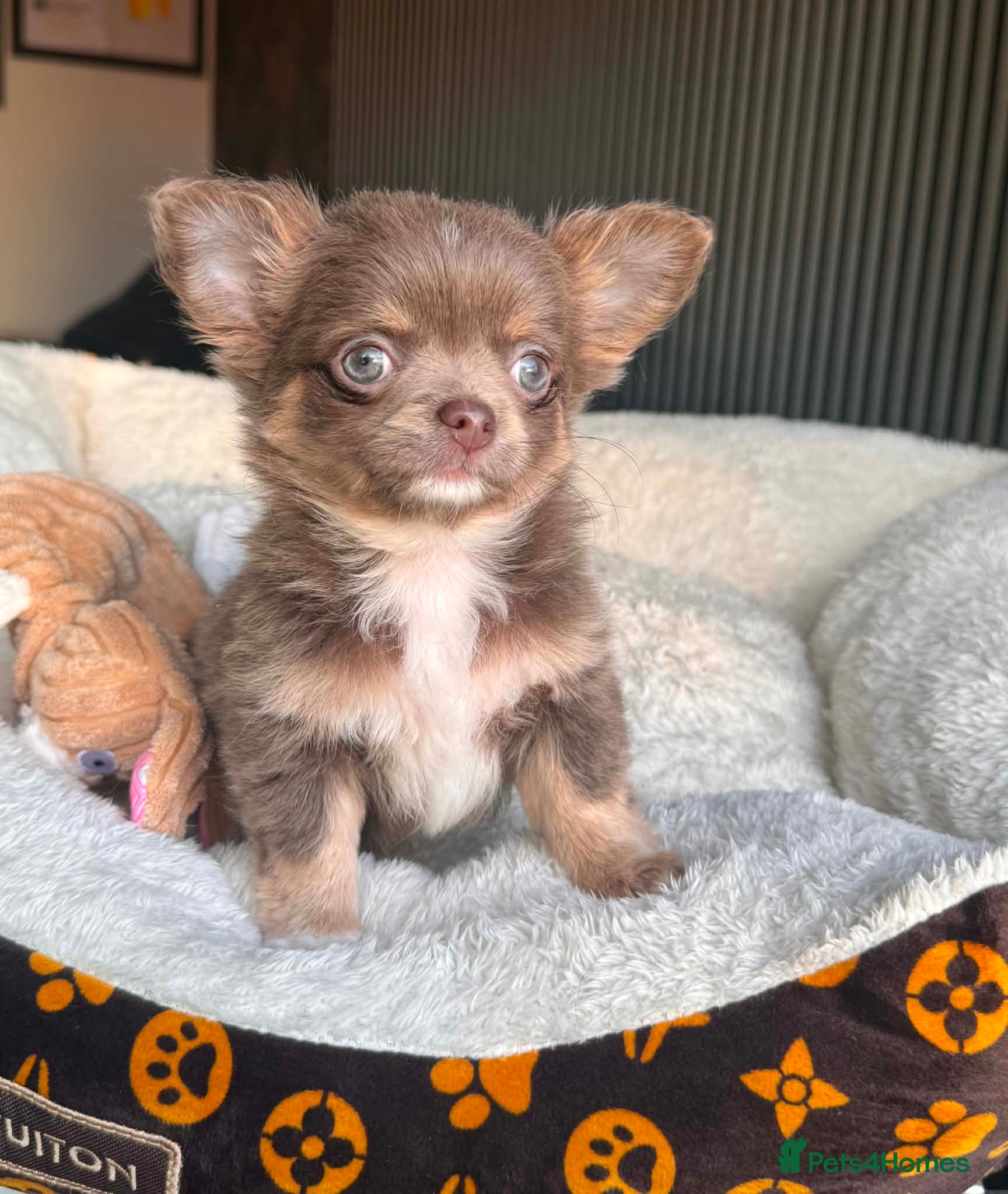 Chihuahua dogs Tiny Longhair Chihuahua Pup/ Lilac Merle Blue Eye - Advert 2