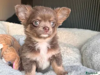 Chihuahua dogs Tiny Longhair Chihuahua Pup/ Lilac Merle Blue Eye - Advert 2