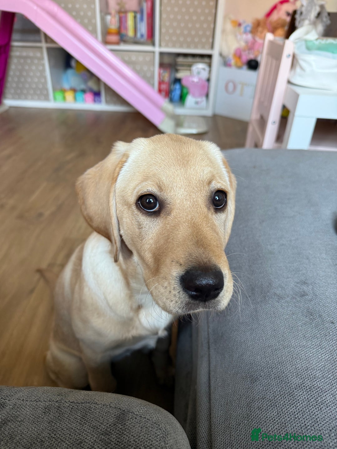 Labrador Retriever dogs for sale: Cream Labrador Retriever Puppy - Image 3