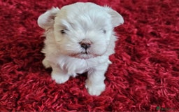 Maltese dogs for sale: MALTESE💖KC.Registered,5 generation pedigree🩵 🐩 - Image 5