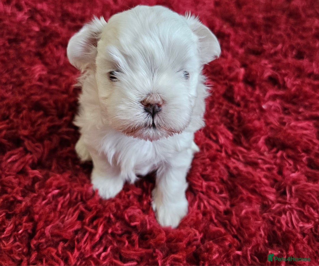 Maltese dogs for sale: MALTESE💖KC.Registered,5 generation pedigree🩵 🐩 - Image 5