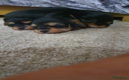 Yochon dogs for sale: 6 beautiful pups for sale - Image 9