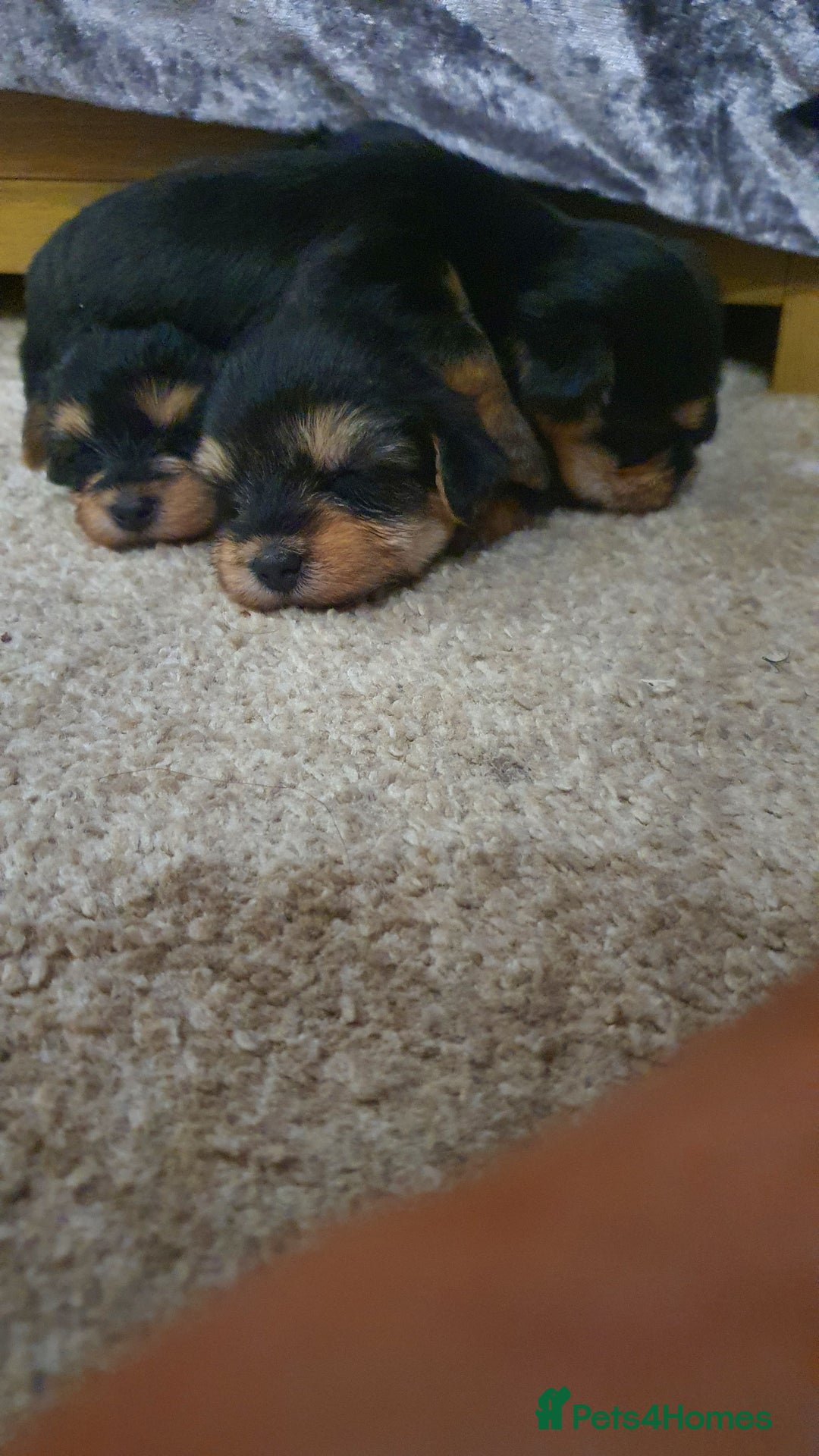 Yochon dogs for sale: 6 beautiful pups for sale - Image 9