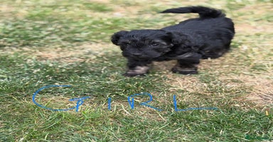 Mixed Breed dogs - Advert 4