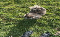 Pomeranian dogs for sale: Merl Pomeranian  - Image 2