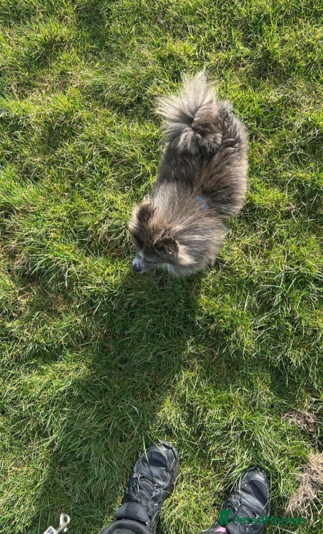 Pomeranian dogs for sale: Merl Pomeranian  - Image 2