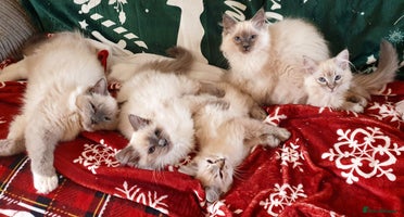 Ragdoll cats Stunning Adult Ragdoll and Kittens available! - Advert 4