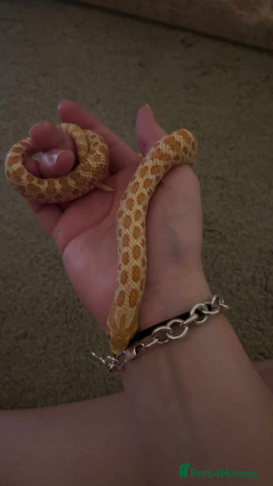 Snake reptiles for sale: Hognose snake - Advert 2