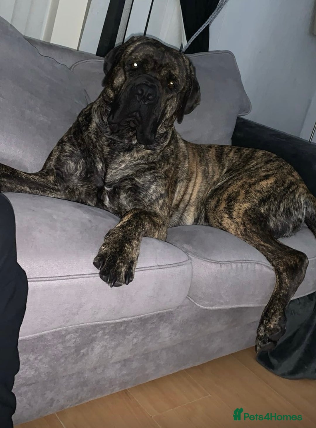 Cane Corso dogs for sale: 5 beautiful cane corso puppies nearly ready to go  - Image 13