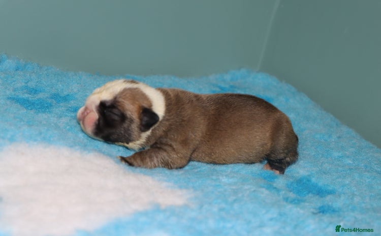 English Bulldog dogs - Advert 1