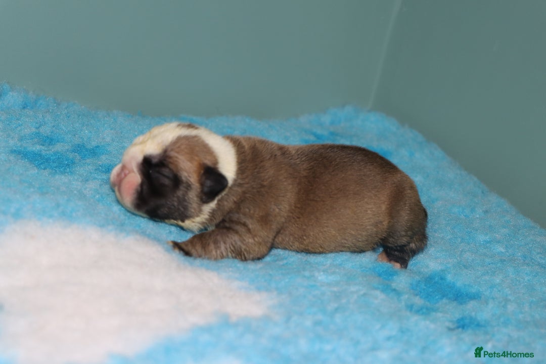 English Bulldog dogs for sale: English bulldog puppies  - Image 1