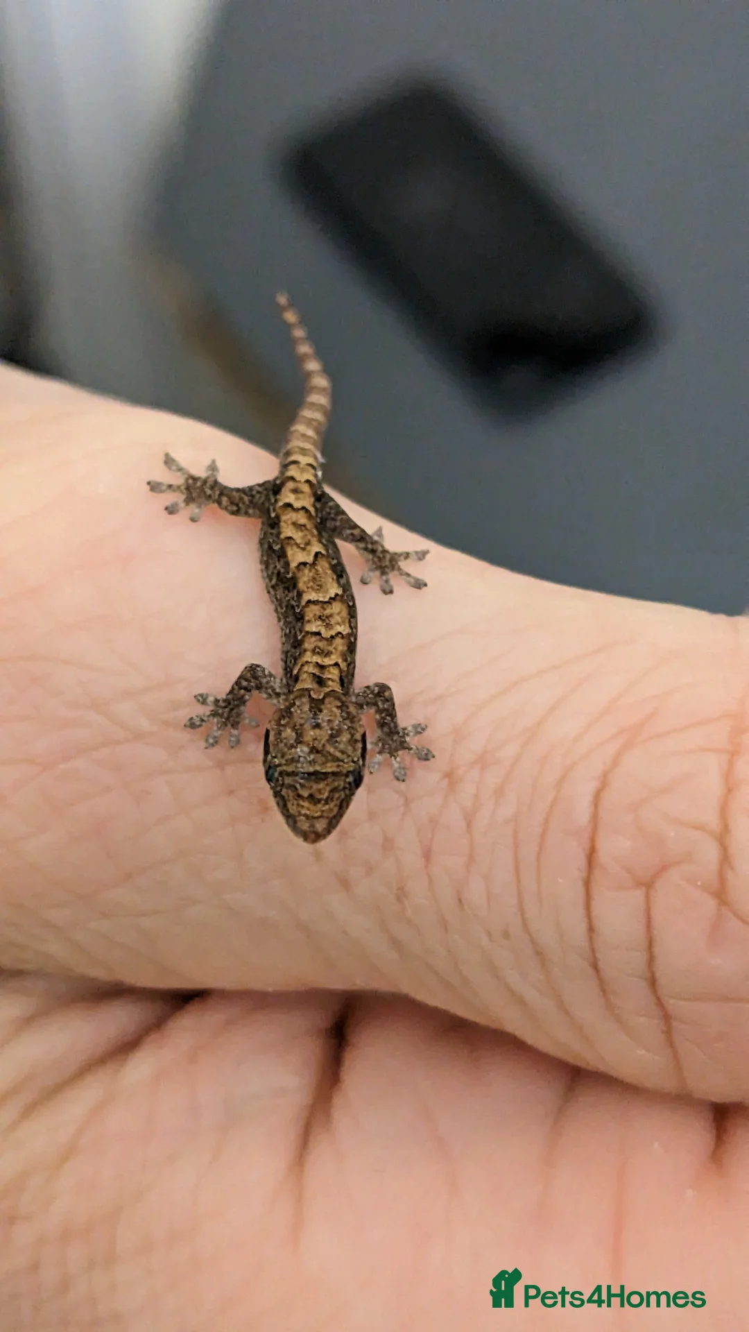 Gecko reptiles for sale: Mourning geckos - Advert 2