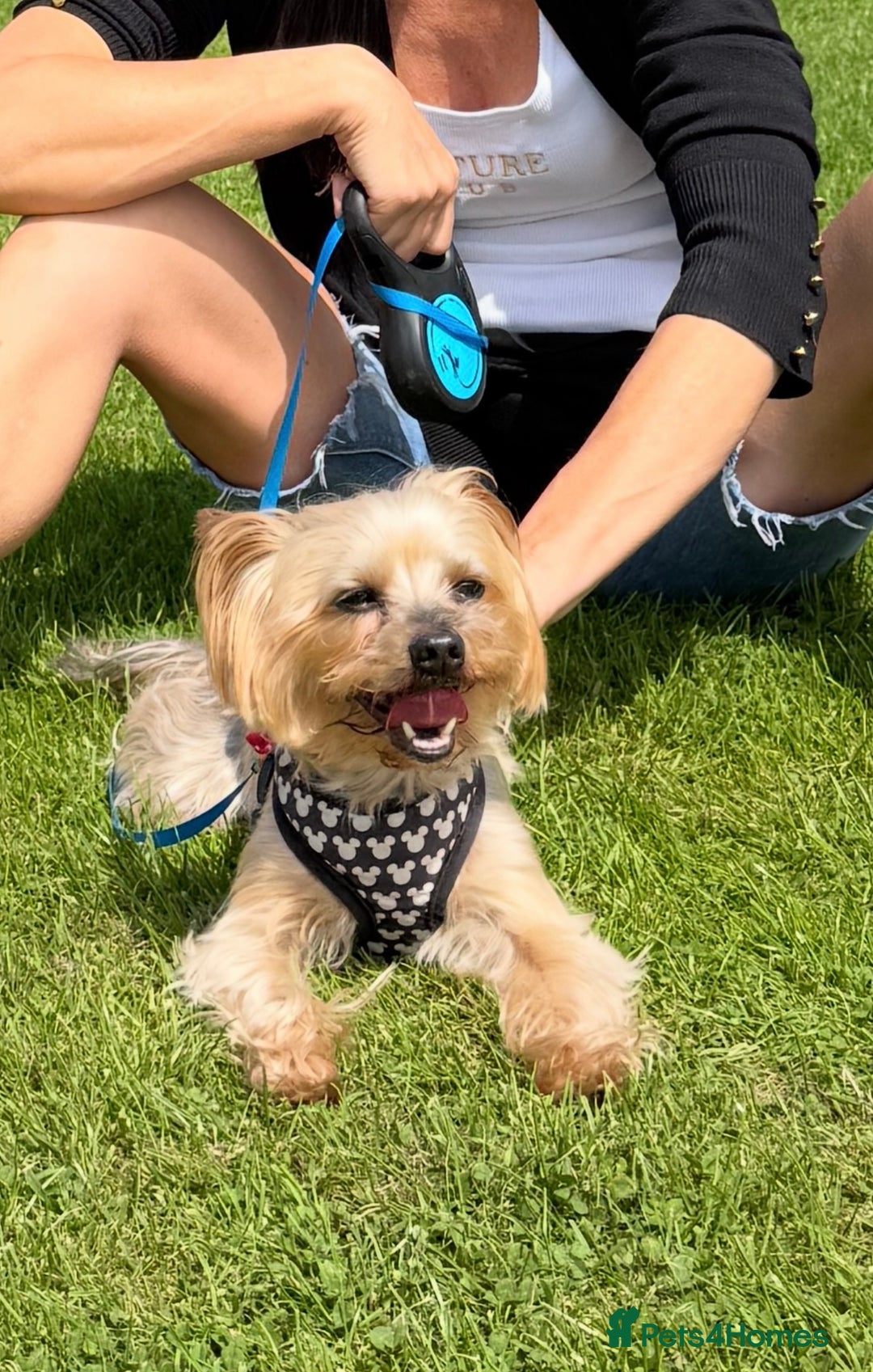 Yorkshire Terrier dogs for stud: 5.1 kg Yorkshire Terrier Stud - Image 5