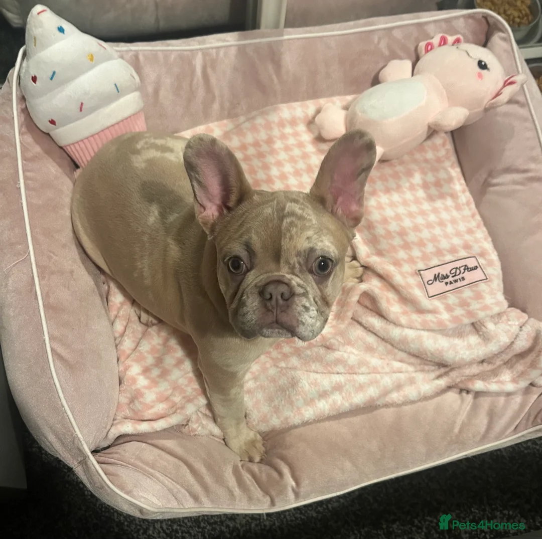 French Bulldog dogs for sale: 1 GIRL REMAINING FROM LITTER OF 5 FRENCH BULLDOGS  - Advert 2