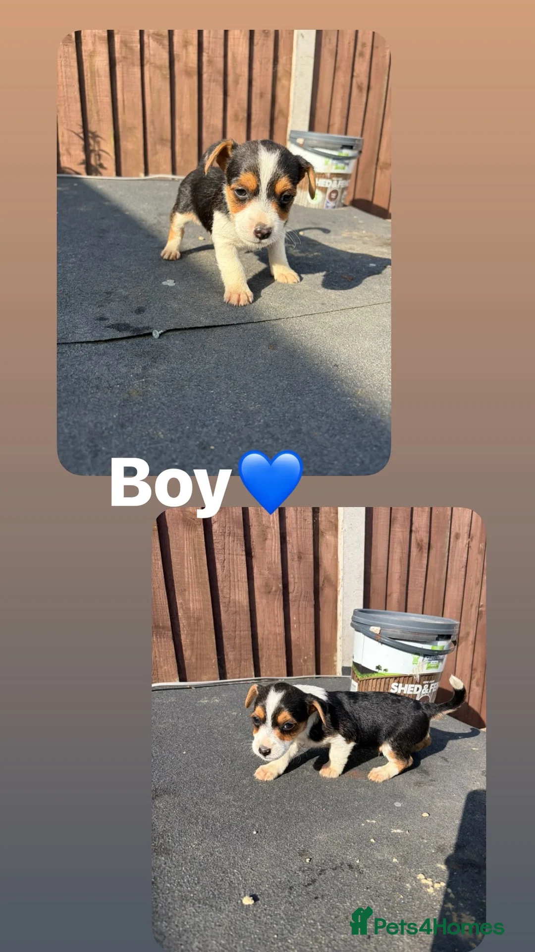 Mixed Breed dogs for sale: Jack Russell cross 7 weeks old ready  5th July  - Advert 2