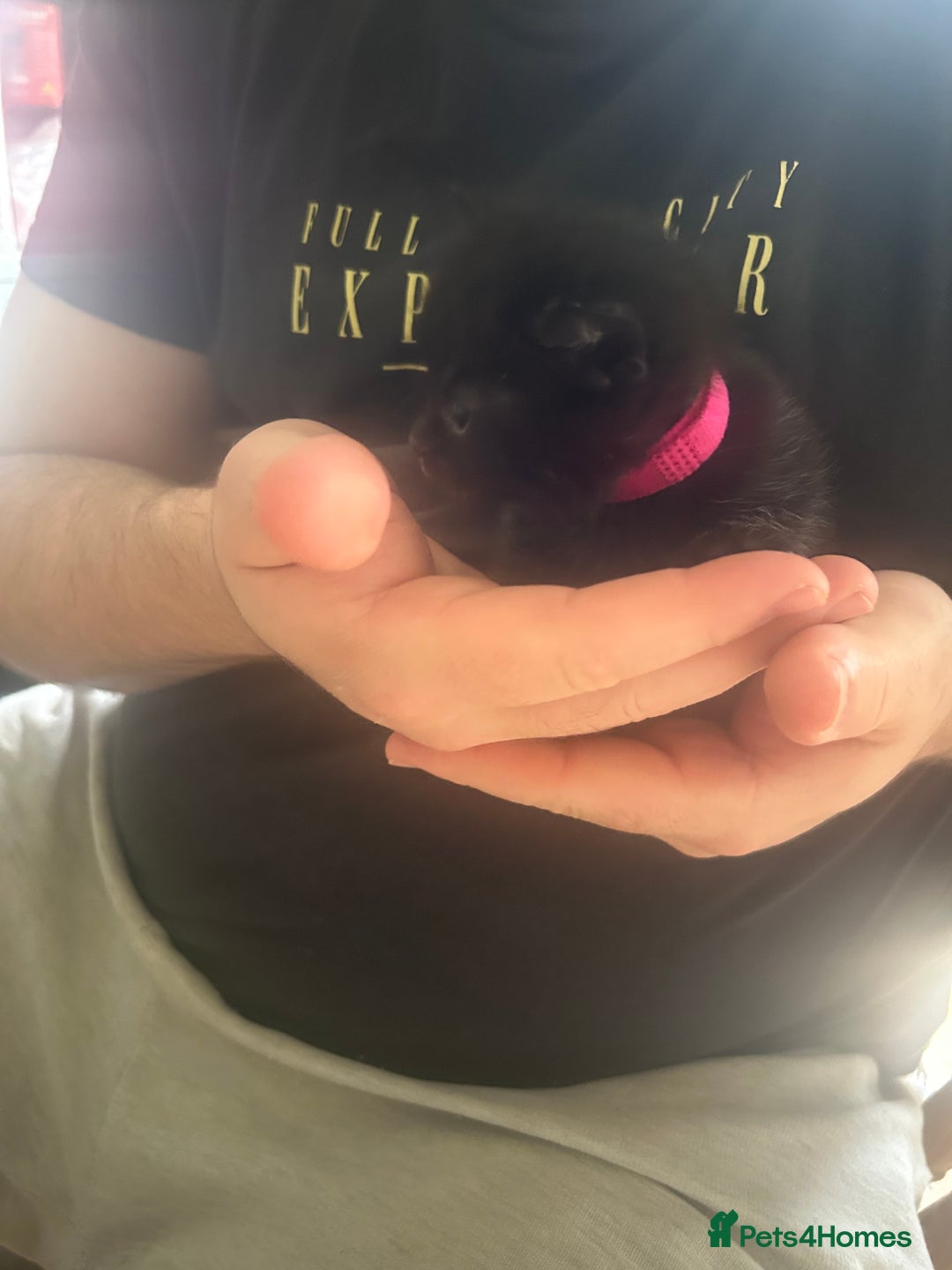 Mixed Breed cats for sale: 9 beautiful kittens  - Image 5