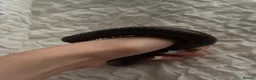 Millipedes invertebrates for sale: giant african millipede  in Cannock - Advert 3