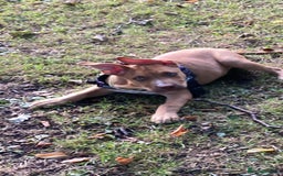 Mixed Breed dogs for sale: 4 month old belgian malinous x staff - Image 7