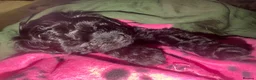 Mixed Breed dogs for sale: 1 black beautiful Poochon puppy left - Advert 5