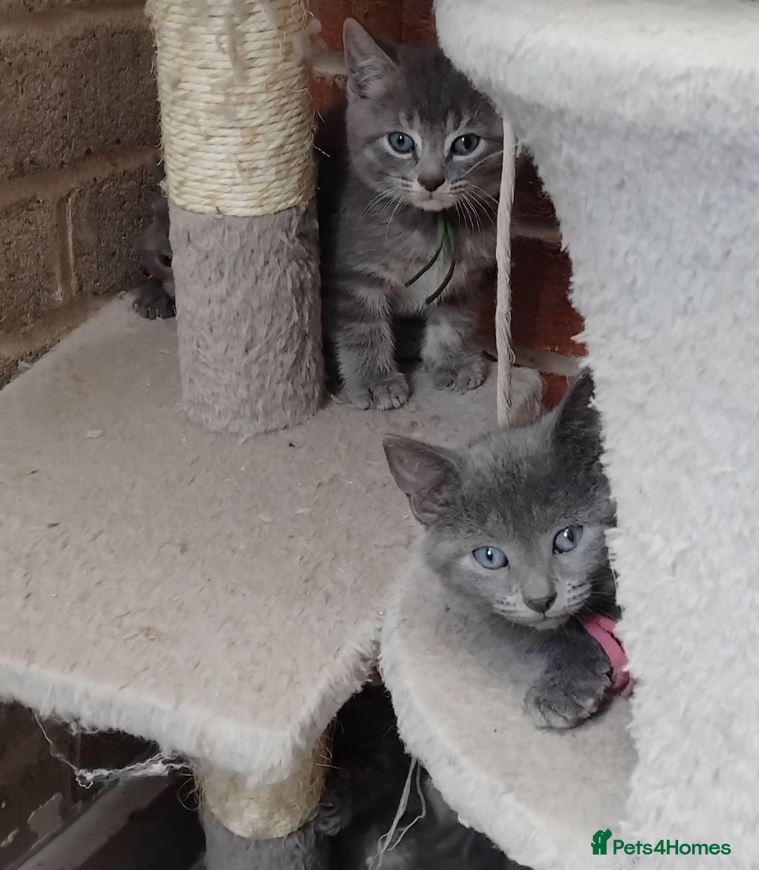 British Shorthair cats Fluffy British sorthair kittens available  - Advert 2