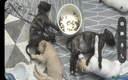 Lurcher dogs for sale: Puppy for sale - Image 1