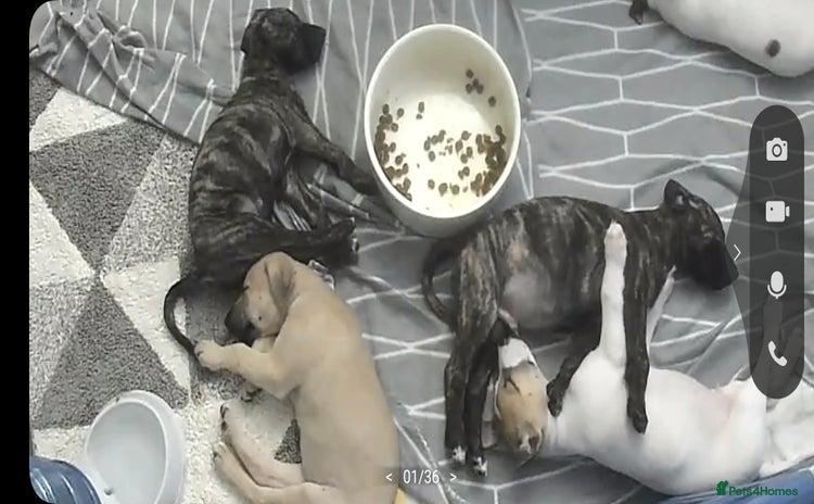 Lurcher dogs - Advert 2