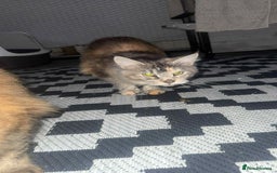 Maine Coon cats for sale: 2 mainecoon cats  - Advert 7