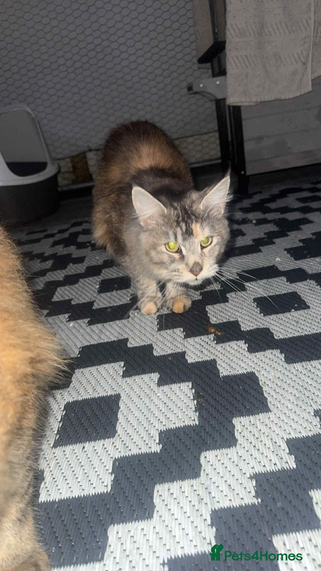 Maine Coon cats for sale: 2 mainecoon cats  - Advert 7