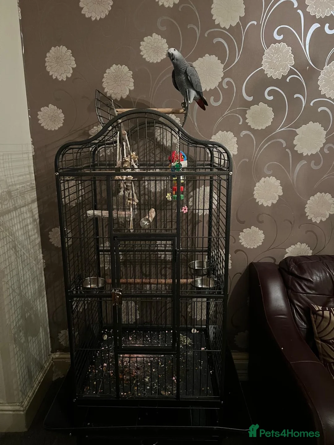 Parrots birds for sale: Baby Tame Male African Grey Parrot For Sale  - Advert 7