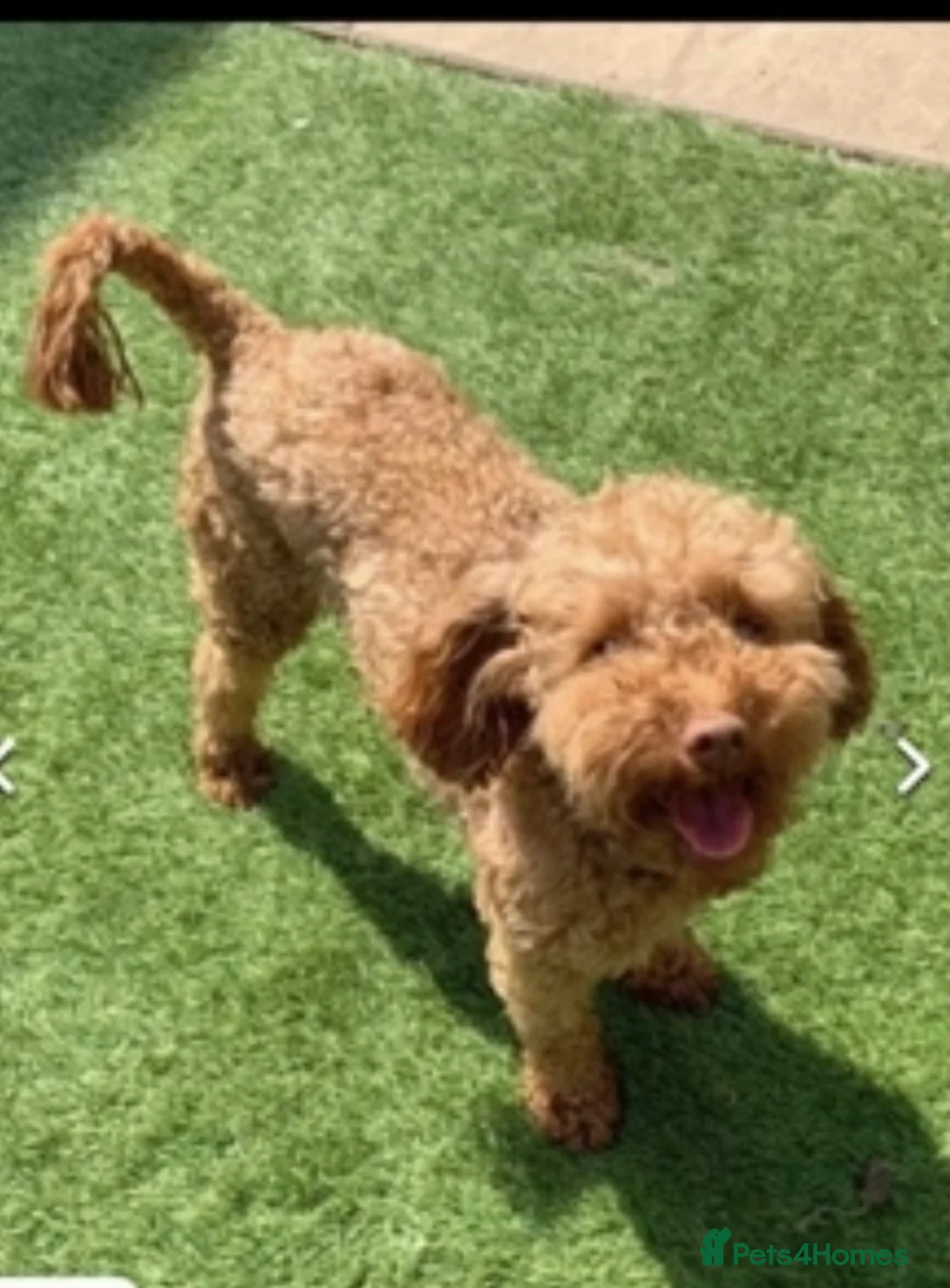 Toy Poodle dogs for stud: Kc reg Toy poodle red stud  in Hinckley - Advert 2