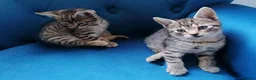 Mixed Breed cats for sale: 🐾 Gorgeous Tabby & Black Kittens – Ready Now! 🐾 - Advert 3