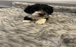 Havanese dogs for sale: 🐾 8 Havanese Puppies for Their Forever Homes 🐾 - Image 9