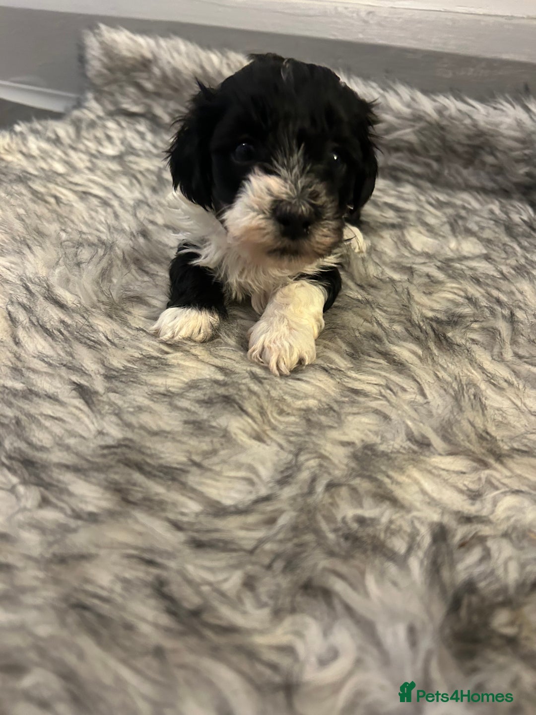 Havanese dogs for sale: 🐾 8 Havanese Puppies for Their Forever Homes 🐾 - Image 9
