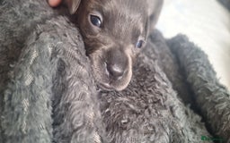Mixed Breed dogs for sale: French wiener  - Image 4