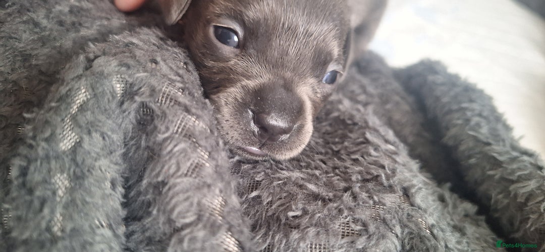 Mixed Breed dogs for sale: French wiener  - Image 4